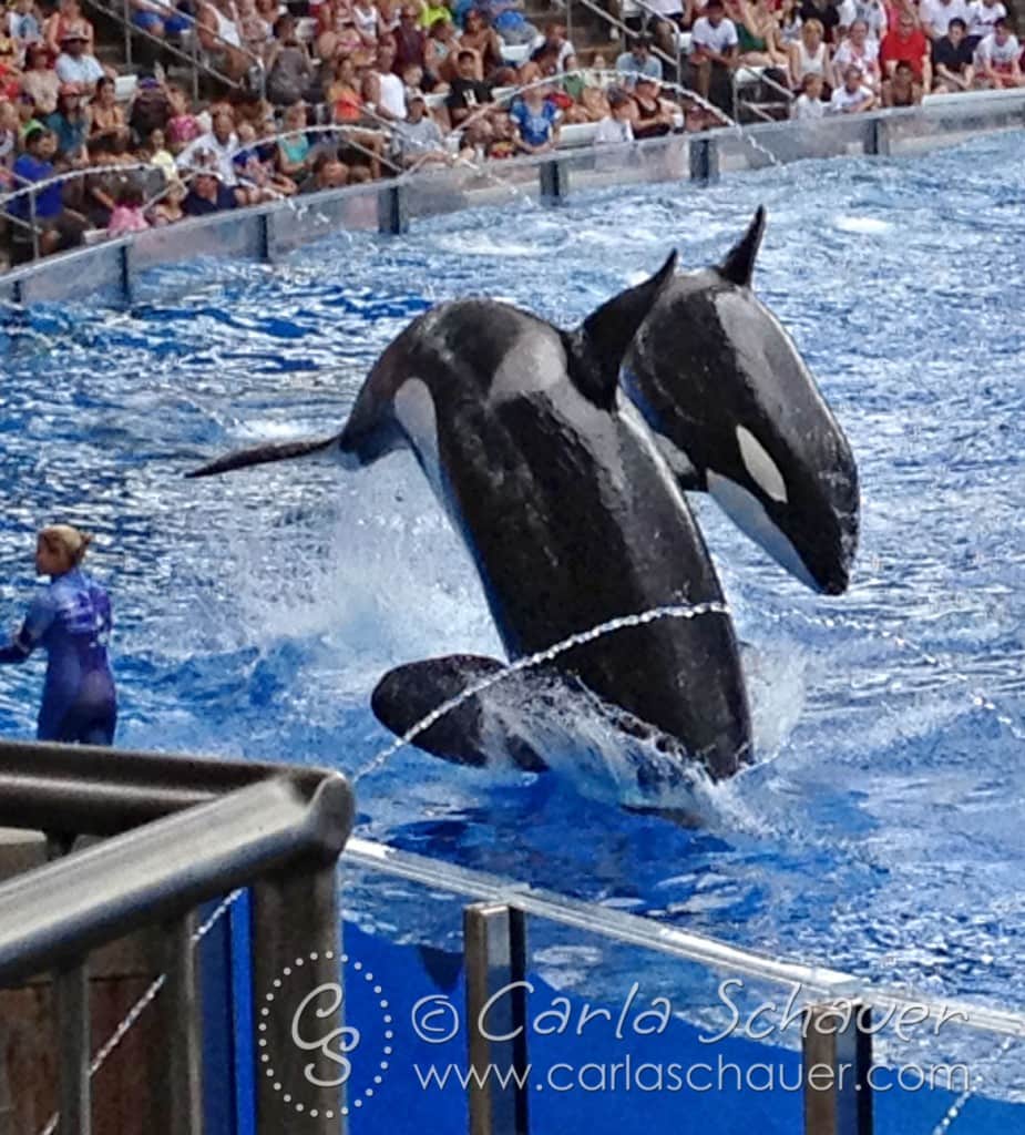 Shamu show at SeaWorld Orlando